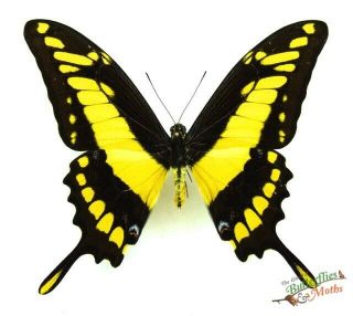 King Swallowtail Butterfly Papilio Thoas Set X1 A1 - Peru Stunning Real Insect