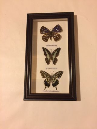 Display Real Butterfly Glass Shadow Box Wood Frame Case Taxidermy