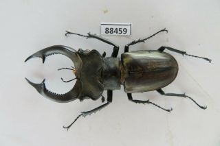 88459 Lucanidae: Lucanus nobilis.  Vietnam North.  65mm? 2