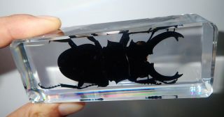 Longhorn Ghost Stag Beetle Odontolabis siva Specimen in Clear Lucite Block BK3 2