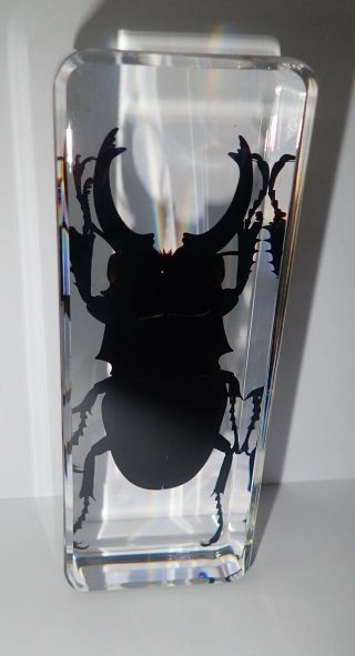 Longhorn Ghost Stag Beetle Odontolabis siva Specimen in Clear Lucite Block BK3 3