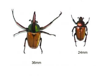 Cetoniidae.  1 Pair Theodosia Magnifica Bawangensis.  West Kalimantan (13)