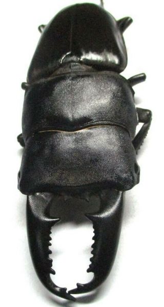 004 Mi : Dv : Lucanidae: Dorcus Titanus Mindanaoensis Male 83.  5mm