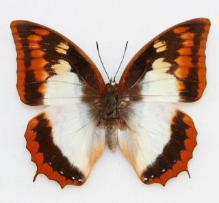 Butterfly X1 Female Charaxes Protoclea Azota (kenya)