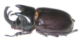 Dynastidae Scapanes Australis Brevicornis Male A1 62mm (west Papua) Xl