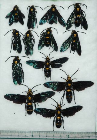 Hymenoptera.  13 X Megascolia Procer Sarawakensis.  West Kalimantan (24)