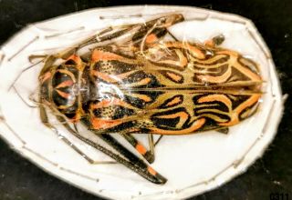 0311 - Cerambycidae Acrocinus Longimanus 55 - 65mm A1 Female From Peru