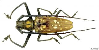 Coleoptera Cerambycidae Batocera Victoriana Indonesia Sumatra Male 70mm