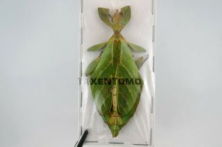 Phyllium Jacobsoni Female Leaf Mimic Insect Taxidermy Real Insect Spread A -