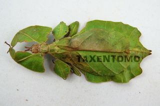 Phyllium Pulchrifolium Female Leaf Mimic Insect Real A1/a -