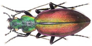 40.  Carabidae - Carabus (ceroglosus) Buqueti Ssp.  Curtus.  Female