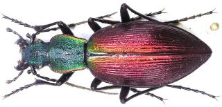 34.  Carabidae - Carabus (ceroglosus) Buqueti Ssp.  Breuningi.  Female