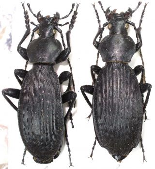 7.  Carabidae - Carabus (apotomopterus) Grossefoveatus Ssp.  Zhongnanshan.  Pair