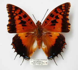 Charaxes Andrandorcus (male) From Madagascar