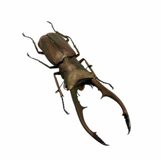 Longjaw Beetle Cyclommatus Metallifer Finae Insect Specimen Taxidermy