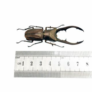 Longjaw Beetle Cyclommatus metallifer finae Insect Specimen Taxidermy 3