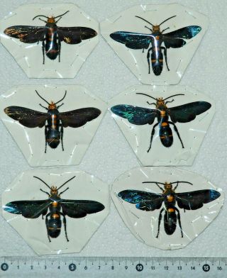 Hymenoptera.  6 X Megascolia Procer Sarawakensis.  West Kalimantan (18)