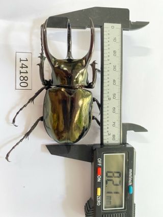 14180 Unmounted Insect Beetle Coleoptera Vietnam (chalcosoma Atlas)