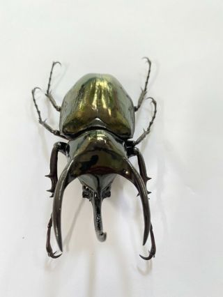 14180 Unmounted insect beetle Coleoptera Vietnam (Chalcosoma atlas) 2