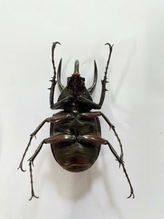 14180 Unmounted insect beetle Coleoptera Vietnam (Chalcosoma atlas) 3