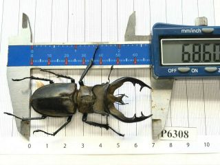 P6308 Cerambycidae Lucanus Insect Beetle Coleoptera Vietnam