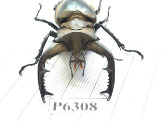 P6308 Cerambycidae Lucanus insect beetle Coleoptera Vietnam 2