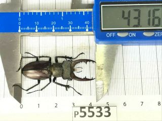 P5533 Cerambycidae Lucanus Insect Beetle Coleoptera Vietnam