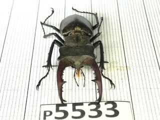P5533 Cerambycidae Lucanus insect beetle Coleoptera Vietnam 2