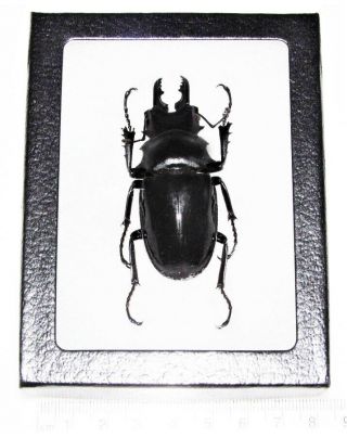 Odontolabis Dalmanni Celebensis Real Framed Stag Beetle Indonesia