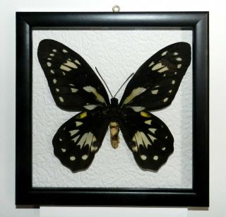 Ornithoptera Victoriae.  Real Insect In Frame Made Of Expensive Wood.