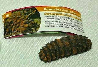 Yowie Brown Sea Cucumber Toy Figure Series 7 Animals With Powers No Candy