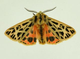 Chelis Dahurica Rare Arctiidae Moth From Siberia,  Russia,  Pinned