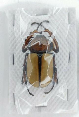 Beetles Euchiridae - Propomacrus Davidi 40mm - Color (breed)