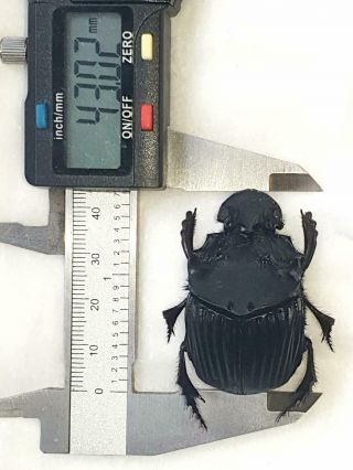 Sulcophanaeus Faunus Giant Xxl Size 43mm,  Scarabaeidae Peru