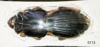 0113 - Passalidae Proculus Goryi 65mm,  A1 From Guatemala