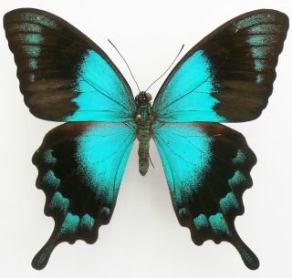 Papilio Lorquinianus Gelia Male From Bachan Isl
