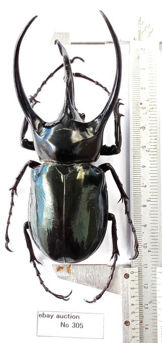 Chalcosoma Chiron Chiron 113mm From West Java Indonesia