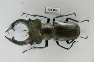 88306 Lacanidae,  Lucanus Nobilis.  Vietnam North.  63mm 2