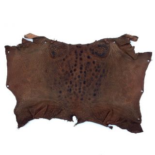 Bufo Marinus Cane Toad Skin Taxidermy Dyed Craft Leather Matte Dark Brown