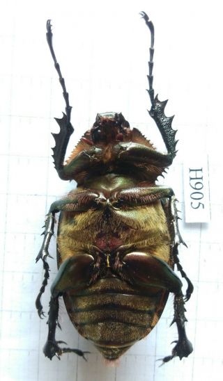 H905 Insect Beetles Coleoptera (cheirotonus Jansoni) Central Viet Nam
