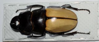Odontolabis Castelnaudi Castelnaudi Male 73mm (lucanidae)