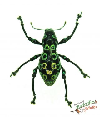 Green Ring Weevil Beetle - Pachyrhynchus Congestus - Set X1 A - Philippines J01