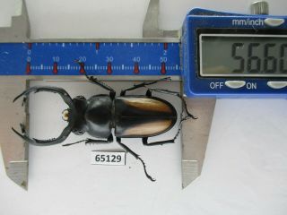 65129 Lucanidae: Rhaetulus Crenatus.  Vietnam N.  56mm