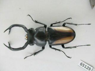 65129 Lucanidae: Rhaetulus crenatus.  Vietnam N.  56mm 2