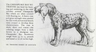 Chesapeake Bay Retriever - 1945 Vintage Dog Art Print - G.  Cook