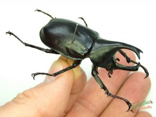Rhino Horned Beetle Xylotrupes Gideon Set X1 A - Mt.  Arfak J01