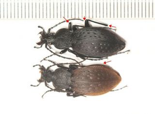 Carabidae Carabus Apotomopterus Sp.  Guangdong (6)