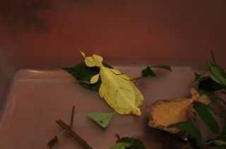 Rare Eggs Of Leaf Insect Phyllium Letiranti " Tataba " From Yellow Female X25