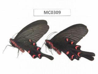 Butterfly.  Byasa Mencius Ssp.  S Of Henan,  Xinyang.  1p.  Mc0309.