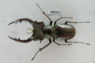 88952 Lucanidae: Lucanus Luci.  Vietnam.  Kon Tum.  65mm